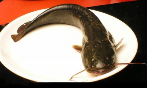 鲶鱼块怎么烧好吃家常做法-【鲶鱼10种最好吃的做法】鲶鱼鲶鱼的做法大全 - 鲶鱼鱼块怎么做好吃法网