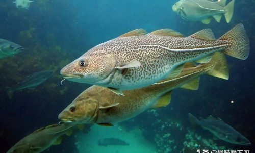 鲶鱼鱼块怎么做好吃法窍门-【鲶鱼10种最好吃的做法】鲶鱼鲶鱼的做法大全 - 鲶鱼鱼块怎么做好吃法网